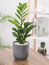 Green Zamia Plant